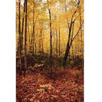 Savage (U.S.A) Autumn Forest (Sonbahar Ormanı) Printed Vinyl Backdrop